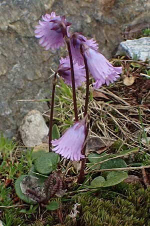 Soldanella pusilla \ Kleines Alpengl�ckchen / Dwarf Soldanella, Dwarf Snowbell, I Passo di Gavia 6.7.2026