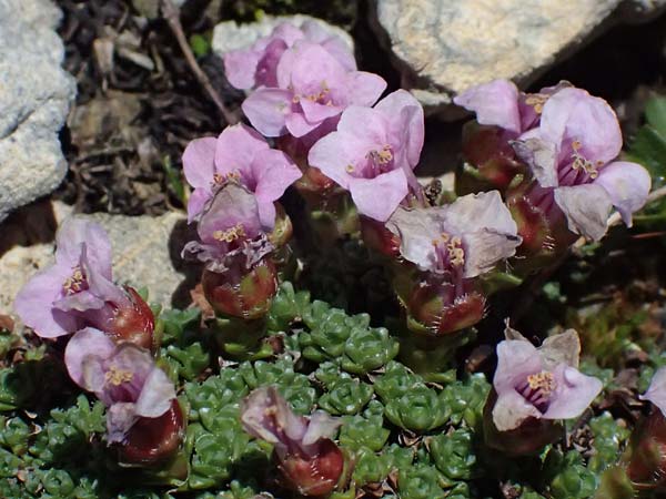 Saxifraga oppositifolia subsp. oppositifolia / Purple Saxifrage, I Passo di Gavia 6.7.2026