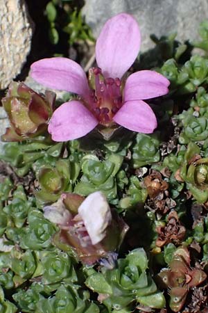 Saxifraga oppositifolia subsp. oppositifolia / Purple Saxifrage, I Passo di Gavia 6.7.2026