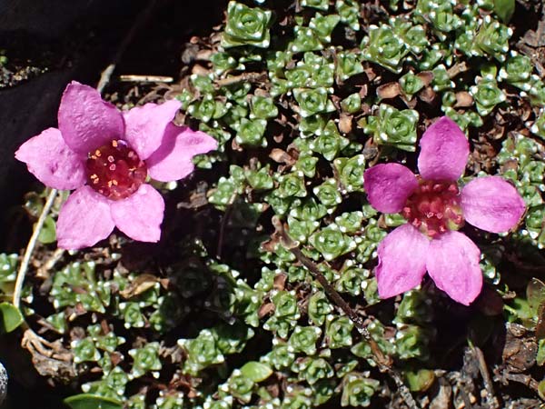 Saxifraga oppositifolia subsp. oppositifolia / Purple Saxifrage, I Passo di Gavia 6.7.2026