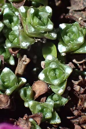 Saxifraga oppositifolia subsp. oppositifolia / Purple Saxifrage, I Passo di Gavia 6.7.2026