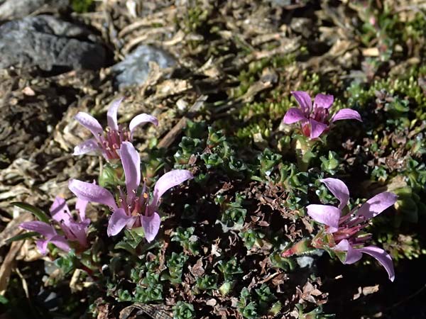 Saxifraga oppositifolia subsp. oppositifolia / Purple Saxifrage, I Passo di Gavia 6.7.2026