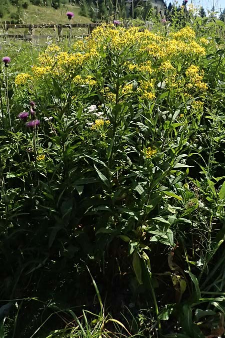 Senecio ovatus \ Fuchssches Greiskraut, Fuchs-Kreuzkraut / Woundwort, Wood Ragwort, I Passo del Tonale 11.7.2026