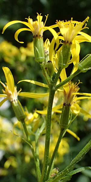 Senecio ovatus \ Fuchssches Greiskraut, Fuchs-Kreuzkraut / Woundwort, Wood Ragwort, I Passo del Tonale 11.7.2026