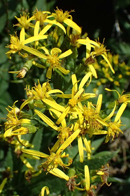 Senecio ovatus \ Fuchssches Greiskraut, Fuchs-Kreuzkraut / Woundwort, Wood Ragwort, I Passo del Tonale 11.7.2026