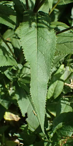 Senecio ovatus \ Fuchssches Greiskraut, Fuchs-Kreuzkraut / Woundwort, Wood Ragwort, I Passo del Tonale 11.7.2026