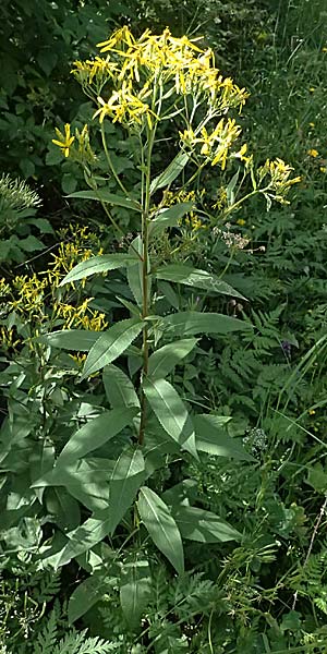 Senecio ovatus \ Fuchssches Greiskraut, Fuchs-Kreuzkraut / Woundwort, Wood Ragwort, I Passo del Tonale 11.7.2026