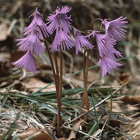Soldanella alpina \ Alpenglckchen / Alpine Snowbell, I Monte Baldo 10.5.1986