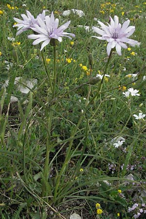 Scorzonera purpurea \ Purpur-Schwarzwurzel / Purple Viper's Grass, I Norcia 7.6.2007