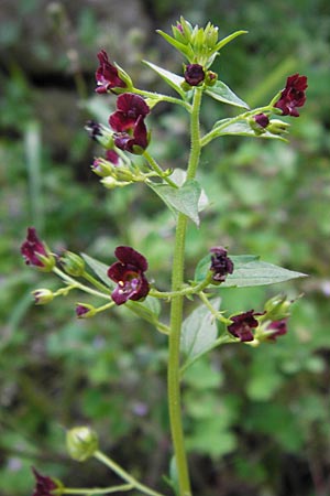 Scrophularia peregrina \ Mittelmeer-Braunwurz, Nesselbl&auml;ttrige Braunwurz / Mediterranean Figwort, I Finale Ligure 22.5.2013