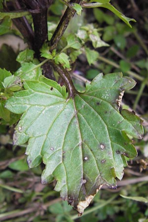 Scrophularia peregrina \ Mittelmeer-Braunwurz, Nesselbl&auml;ttrige Braunwurz / Mediterranean Figwort, I Finale Ligure 22.5.2013