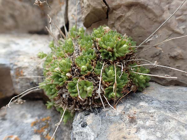 Saxifraga presolanensis \ Presolana-Steinbrech / Presolana Saxifrage, I Alpi Bergamasche, Pizzo Arera 9.6.2017