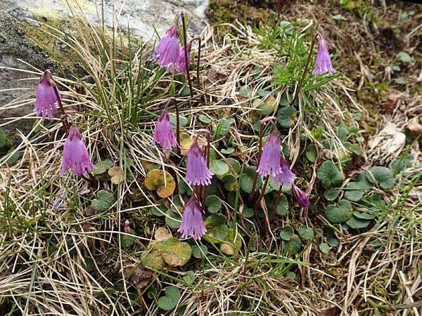 Soldanella pusilla \ Kleines Alpenglckchen / Dwarf Soldanella, Dwarf Snowbell, I Passo San Marco 10.6.2017
