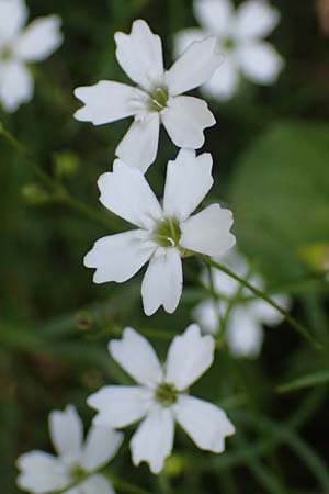 Silene pusilla \ Vierzhniger Strahlensame, Kleines Leimkraut / Alpine Catchfly, I Südtirol,  Plätzwiese 5.7.2022