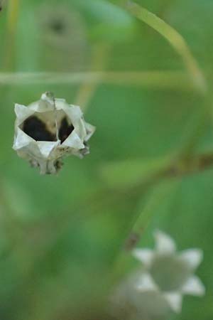 Silene pusilla \ Vierzhniger Strahlensame, Kleines Leimkraut / Alpine Catchfly, I Pragser Wildsee 6.7.2022