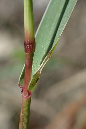 Setaria viridis \ Grne Borstenhirse / Green Bristle Grass, I Liguria, Deiva Marina 30.9.2023
