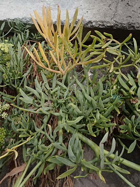 Crithmum maritimum \ Meer-Fenchel / Rock Samphire, I Liguria, Levanto 4.10.2023