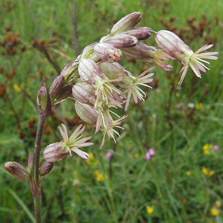 Silene roemeri \ Roemers Leimkraut / Roemer's Catchfly, I Campo Imperatore 5.6.2007