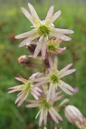 Silene roemeri \ Roemers Leimkraut / Roemer's Catchfly, I Campo Imperatore 5.6.2007