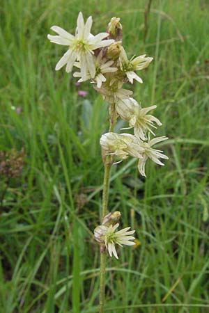 Silene roemeri \ Roemers Leimkraut / Roemer's Catchfly, I Campo Imperatore 5.6.2007