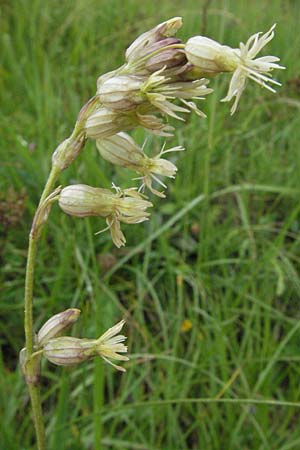 Silene roemeri \ Roemers Leimkraut / Roemer's Catchfly, I Campo Imperatore 5.6.2007