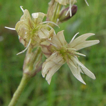 Silene roemeri \ Roemers Leimkraut / Roemer's Catchfly, I Campo Imperatore 5.6.2007