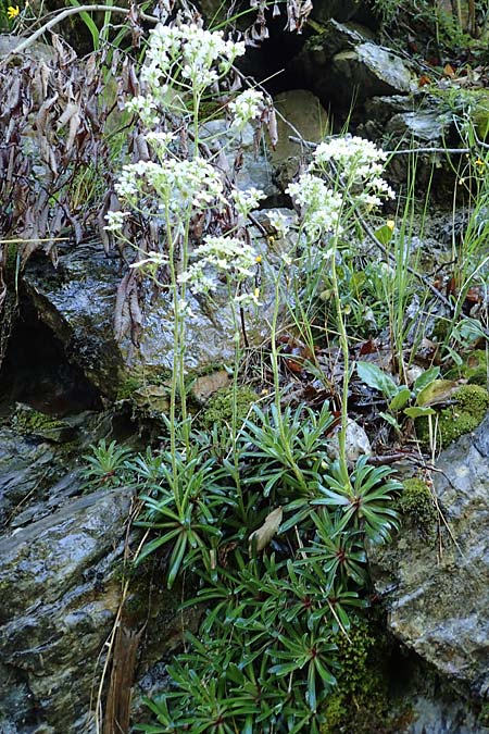 Saxifraga hostii subsp. rhaetica \ R&auml;tischer Steinbrech / Rhaetian Saxifrage, I Alpi Bergamasche, Zambla Alta 7.6.2017