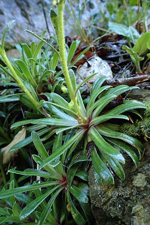 Saxifraga hostii subsp. rhaetica \ R&auml;tischer Steinbrech / Rhaetian Saxifrage, I Alpi Bergamasche, Zambla Alta 7.6.2017
