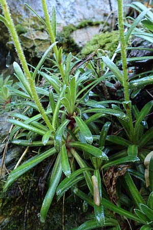 Saxifraga hostii subsp. rhaetica \ R&auml;tischer Steinbrech / Rhaetian Saxifrage, I Alpi Bergamasche, Zambla Alta 7.6.2017
