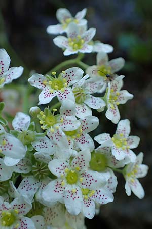 Saxifraga hostii subsp. rhaetica \ R&auml;tischer Steinbrech / Rhaetian Saxifrage, I Alpi Bergamasche, Zambla Alta 7.6.2017