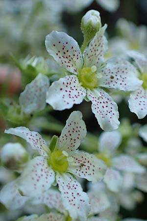 Saxifraga hostii subsp. rhaetica \ R&auml;tischer Steinbrech / Rhaetian Saxifrage, I Alpi Bergamasche, Zambla Alta 7.6.2017