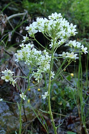 Saxifraga hostii subsp. rhaetica \ R&auml;tischer Steinbrech / Rhaetian Saxifrage, I Alpi Bergamasche, Zambla Alta 7.6.2017