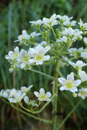 Saxifraga hostii subsp. rhaetica \ R&auml;tischer Steinbrech / Rhaetian Saxifrage, I Alpi Bergamasche, Zambla Alta 7.6.2017