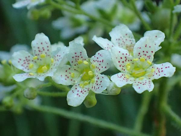 Saxifraga hostii subsp. rhaetica \ R&auml;tischer Steinbrech / Rhaetian Saxifrage, I Alpi Bergamasche, Zambla Alta 7.6.2017