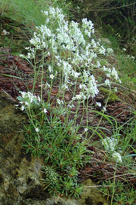 Saxifraga hostii subsp. rhaetica \ R&auml;tischer Steinbrech / Rhaetian Saxifrage, I Alpi Bergamasche, Zambla Alta 7.6.2017