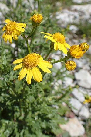 Senecio rupestris \ Felsen-Greiskraut / Rock Ragwort, I Alpi Bergamasche, Pizzo Arera 7.6.2017