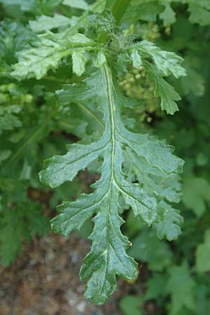 Senecio rupestris \ Felsen-Greiskraut / Rock Ragwort, I Passo San Marco 10.6.2017