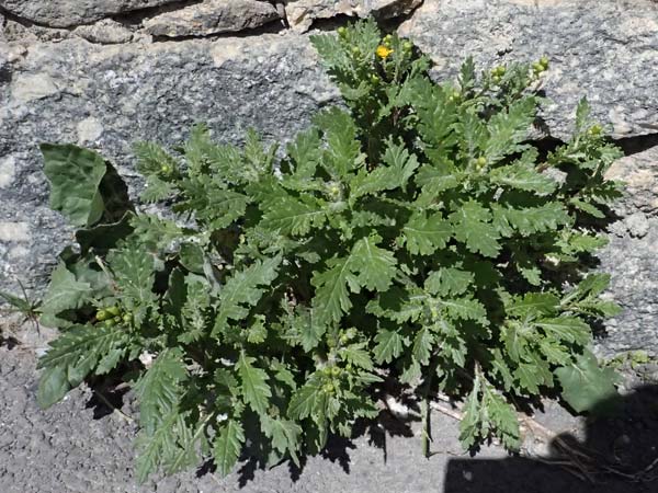 Senecio rupestris \ Felsen-Greiskraut / Rock Ragwort, I Stilfser Joch / Passo dello Stelvio 7.7.2026