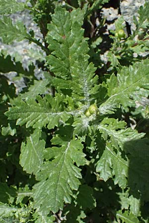 Senecio rupestris \ Felsen-Greiskraut / Rock Ragwort, I Stilfser Joch / Passo dello Stelvio 7.7.2026