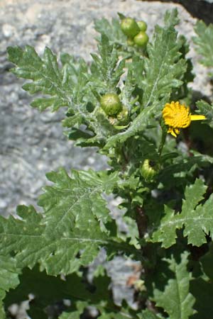 Senecio rupestris \ Felsen-Greiskraut / Rock Ragwort, I Stilfser Joch / Passo dello Stelvio 7.7.2026