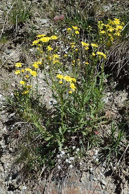 Senecio rupestris \ Felsen-Greiskraut / Rock Ragwort, I Bormio 9.7.2026