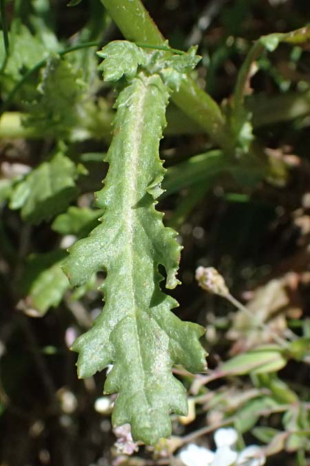 Senecio rupestris \ Felsen-Greiskraut / Rock Ragwort, I Bormio 9.7.2026