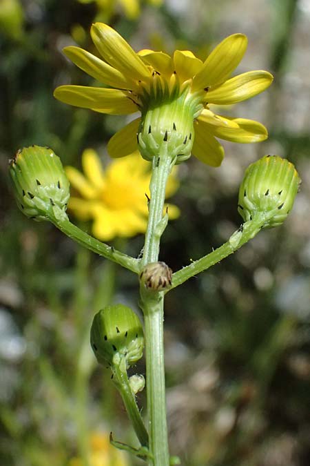 Senecio rupestris \ Felsen-Greiskraut / Rock Ragwort, I Bormio 9.7.2026