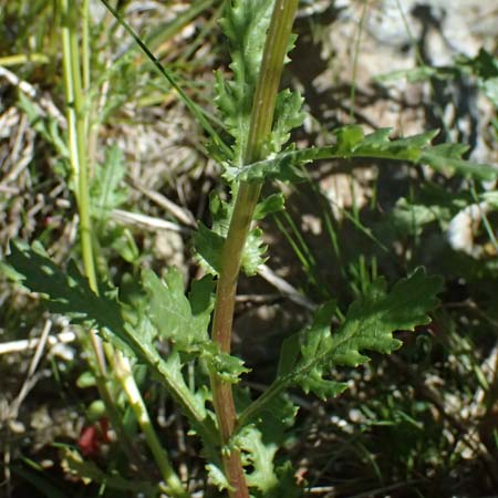 Senecio rupestris \ Felsen-Greiskraut / Rock Ragwort, I Bormio 9.7.2026