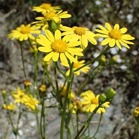 Senecio rupestris \ Felsen-Greiskraut / Rock Ragwort, I Bormio 9.7.2026