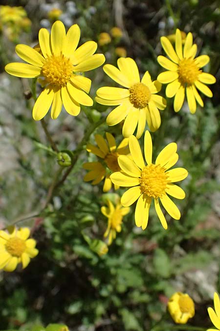 Senecio rupestris \ Felsen-Greiskraut / Rock Ragwort, I Bormio 9.7.2026