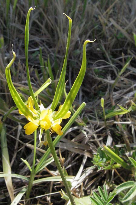 Securigera securidaca \ Beilwicke / Hatchet Vetch, I Ancona 30.5.2007