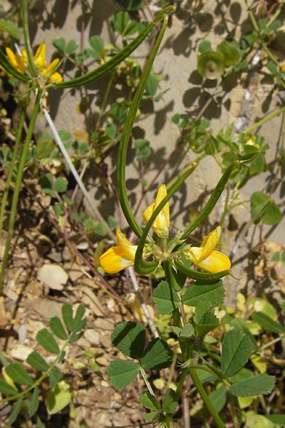 Securigera securidaca \ Beilwicke / Hatchet Vetch, I Liguria, Dolcedo 30.5.2013