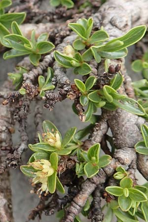 Salix serpillifolia \ Quendelblttrige Weide / Thyme-Leaved Willow, I Alpi Bergamasche, Pizzo Arera 9.6.2017