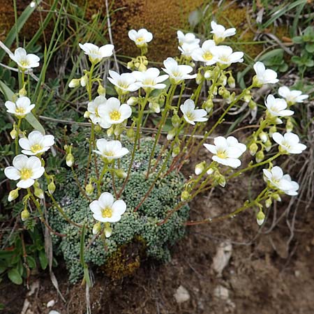 Saxifraga squarrosa \ Sparriger Steinbrech / Dolomites Saxifrage, I S&uuml;dtirol,  Pl&auml;tzwiese 5.7.2022